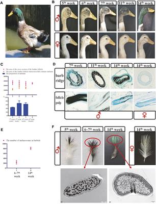 Transcriptome Analysis Reveals Genes Associated With Sexual Dichromatism of Head Feather Color in Mallard